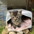 Annesi yok. Acil korumaya alınması gereken4-5 haftalık  bebek kedi fotoğraf