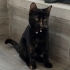 Zeytin, Tortoiseshell cinsi bir kedi. fotoğraf