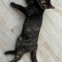 Zeytin, Tortoiseshell cinsi bir kedi. fotoğraf