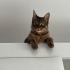 Bella 1 yaşında aşıları tam kısırlaştırmasını biz yapacağız fotoğraf