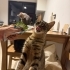 Bella 1 yaşında aşıları tam kısırlaştırmasını biz yapacağız fotoğraf