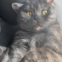 Tabby British aşıları tam kısır incir ömürlük yuvasını arıyor fotoğraf
