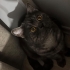 Tabby British aşıları tam kısır incir ömürlük yuvasını arıyor fotoğraf