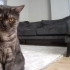 Tabby British aşıları tam kısır incir ömürlük yuvasını arıyor fotoğraf