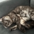 Tabby British aşıları tam kısır incir ömürlük yuvasını arıyor fotoğraf