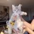 2 Aylık Gri Dişi Kedi fotoğraf