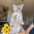 2 Aylık Gri Dişi Kedi fotoğraf