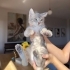 2 Aylık Gri Dişi Kedi fotoğraf