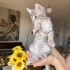 2 Aylık Gri Dişi Kedi fotoğraf