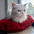 0534 216 08 72 İRAN KEDİSİ İÇ DIŞ PARAZİT AŞILI, KISIR, 1 YAŞ KIZIM İNCİ fotoğraf