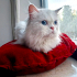 0534 216 08 72 İRAN KEDİSİ İÇ DIŞ PARAZİT AŞILI, KISIR, 1 YAŞ KIZIM İNCİ fotoğraf