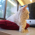0534 216 08 72 İRAN KEDİSİ İÇ DIŞ PARAZİT AŞILI, KISIR, 1 YAŞ KIZIM İNCİ fotoğraf