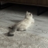 2 yaşında kısır erkek acil güvenilir yuva fotoğraf