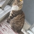 Kısır sakin tüylü bebeğim fotoğraf
