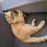 Çok uysal bir kedi sıcak bir yuva arıyor fotoğraf