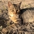 LEBLEBİ YUVASINI ARIYOR fotoğraf