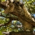 LEBLEBİ YUVASINI ARIYOR fotoğraf