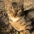 LEBLEBİ YUVASINI ARIYOR fotoğraf