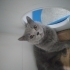 ÜRETİM EVİNDEN ATILAN BRİTİSH KEDİ YUVA ARIYOR fotoğraf