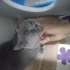ÜRETİM EVİNDEN ATILAN BRİTİSH KEDİ YUVA ARIYOR fotoğraf