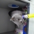 ÜRETİM EVİNDEN ATILAN BRİTİSH KEDİ YUVA ARIYOR fotoğraf