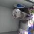 ÜRETİM EVİNDEN ATILAN BRİTİSH KEDİ YUVA ARIYOR fotoğraf