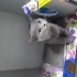 ÜRETİM EVİNDEN ATILAN BRİTİSH KEDİ YUVA ARIYOR fotoğraf