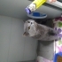 ÜRETİM EVİNDEN ATILAN BRİTİSH KEDİ YUVA ARIYOR fotoğraf