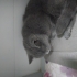 ÜRETİM EVİNDEN ATILAN BRİTİSH KEDİ YUVA ARIYOR fotoğraf