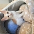 2 aylık erkek yavru kedi yuvasını arıyor fotoğraf