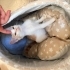 2 aylık erkek yavru kedi yuvasını arıyor fotoğraf