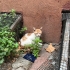 ÇOK ACİL GÜVENLİ YUVA fotoğraf