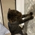 Oyun oynayıp yanında duran Scottish fold ve tekir kırması fotoğraf