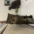 Oyun oynayıp yanında duran Scottish fold ve tekir kırması fotoğraf