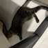Oyun oynayıp yanında duran Scottish fold ve tekir kırması fotoğraf