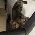 Oyun oynayıp yanında duran Scottish fold ve tekir kırması fotoğraf
