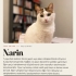 Narin ömürlük yuvasını arıyor. fotoğraf
