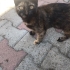 Kızımıza ömürlük yuva arıyoruz fotoğraf