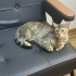KISIR, ÇOK USLU fotoğraf