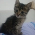 GEÇİCİ YUVADA SON GÜNLERİ ANNESİZ BEBEK KEDİ fotoğraf
