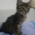 GEÇİCİ YUVADA SON GÜNLERİ ANNESİZ BEBEK KEDİ fotoğraf