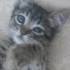 GEÇİCİ YUVADA SON GÜNLERİ ANNESİZ BEBEK KEDİ fotoğraf