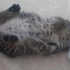 GEÇİCİ YUVADA SON GÜNLERİ ANNESİZ BEBEK KEDİ fotoğraf