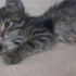 GEÇİCİ YUVADA SON GÜNLERİ ANNESİZ BEBEK KEDİ fotoğraf
