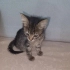 GEÇİCİ YUVADA SON GÜNLERİ ANNESİZ BEBEK KEDİ fotoğraf