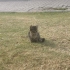 GEÇİCİ YUVADA SON GÜNLERİ ANNESİZ BEBEK KEDİ fotoğraf
