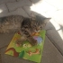 GEÇİCİ YUVADA SON GÜNLERİ ANNESİZ BEBEK KEDİ fotoğraf