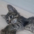 GEÇİCİ YUVADA SON GÜNLERİ ANNESİZ BEBEK KEDİ fotoğraf