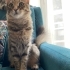 DİŞİ KISIR EV KEDİSİ ÖMÜRLÜK YUVA ARIYOR fotoğraf