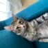 DİŞİ KISIR EV KEDİSİ ÖMÜRLÜK YUVA ARIYOR fotoğraf
